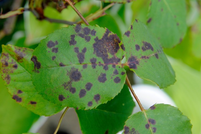 Rose leaves with rose black spot disease Rose leaves with rose black spot disease