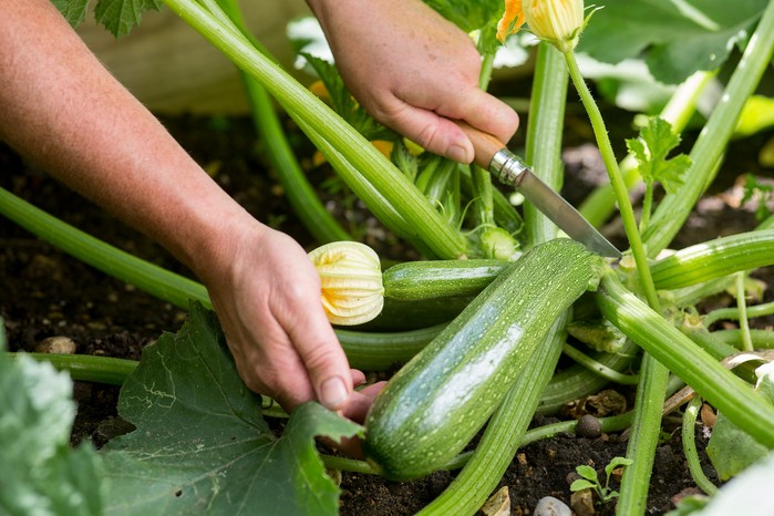 Harvesting courgettes Harvesting courgettes