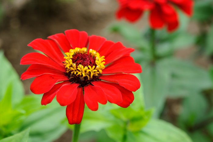 Zinnia elegans 'Scarlet Flame' Zinnia elegans 'Scarlet Flame'