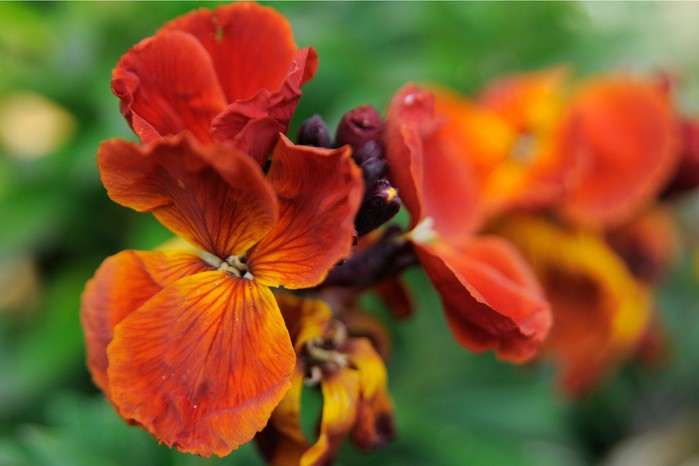 Orange wallflower, Erysimum cheiri. Tim Sandall Orange wallflower, Erysimum cheiri. Tim Sandall