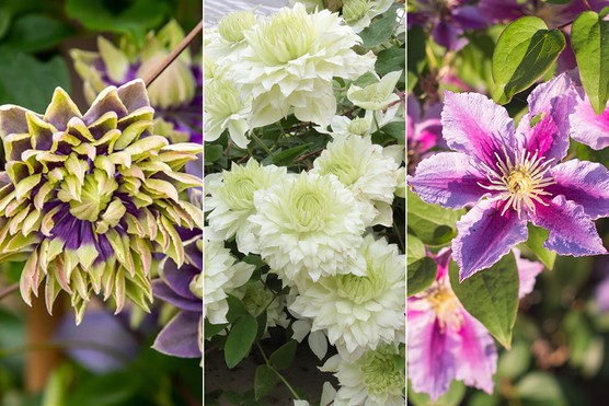 Fothergills-clematis-trio-1024x683 Clematis ‘Piilu’, C. ‘Taiga’ & C. ‘Manju’