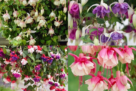 Gardening-direct-fuchsia-coll-mar26-1024x683 ’Dark Eyes’, ’Blue Angel’, ’Annabel’, and ’El Camino'