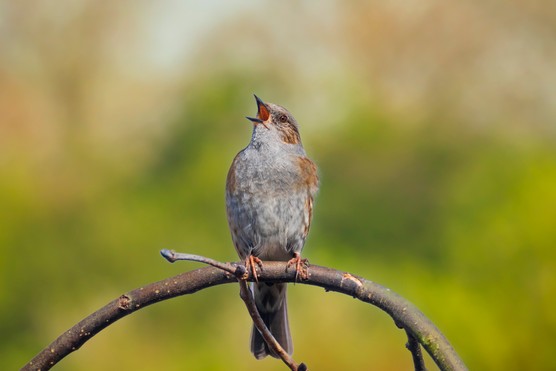Dunnock singing during springtime. Getty images. Dunnock singing during springtime. Getty images.
