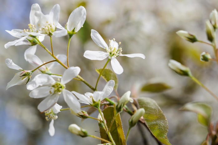 Spring-flowering Amelanchier lamarckii Spring-flowering Amelanchier lamarckii