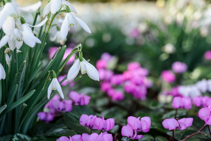 Snowdrops and cyclamen. Jason Ingram Snowdrops and cyclamen. Jason Ingram
