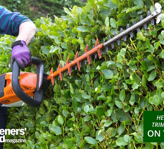 Hedge trimmers category page hero image: Stihl