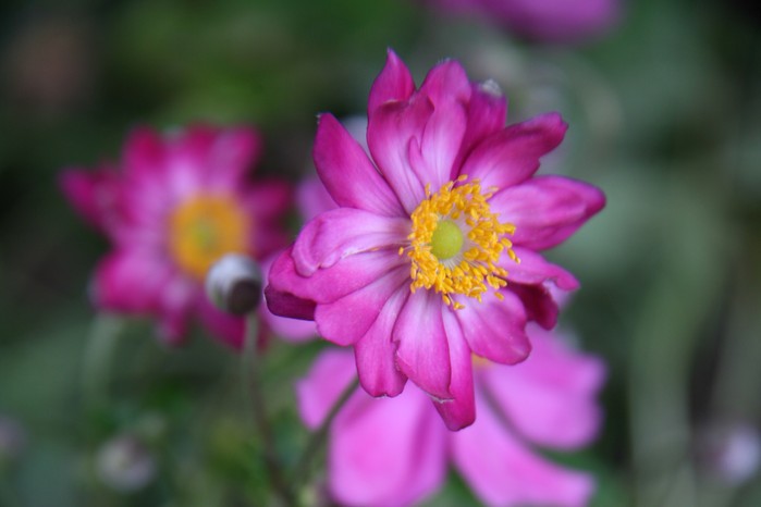 Anemone hupehensis ‘Splendens’. Caroline Hughes