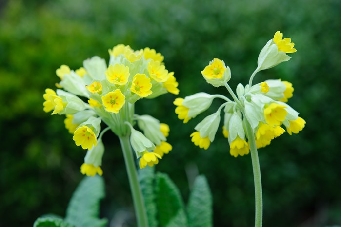 Primula veris. Jason Ingram Primula veris. Jason Ingram