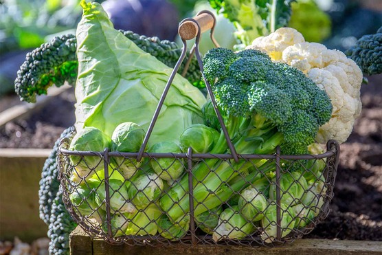 Marshalls-brassica-coll-1024x683 Broccoli (Calabrese) 'Marathon', Cabbage 'Duncan', Cauliflower 'Maybach' and Brussels Sprout 'Clodius'