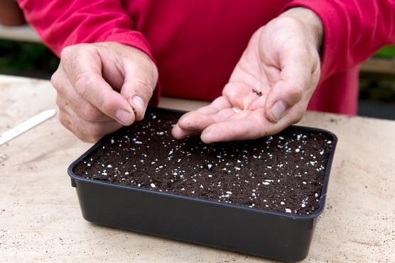 Seed sowing masterclass: David Hurrion sowing cabbage seeds Seed sowing masterclass: David Hurrion sowing cabbage seeds