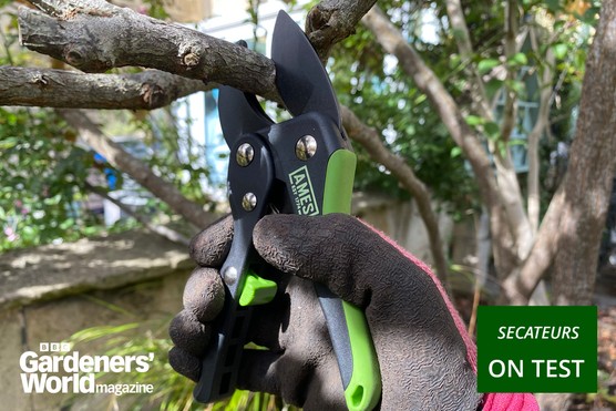 Secateurs category page hero image: Ames Ratchet in use