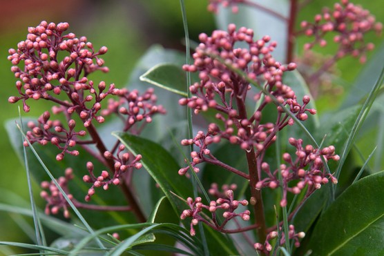 Skimmia japonica ‘Rubella’. Sarah Cuttle