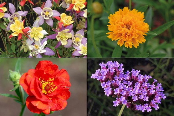 T&M-FFER-april26-1024x683 Geum ‘Mrs J. Bradshaw’, Aquilegia Mrs Scott-Elliott hybrids, Verbena bonariensis & Coreopsis Golden Joy