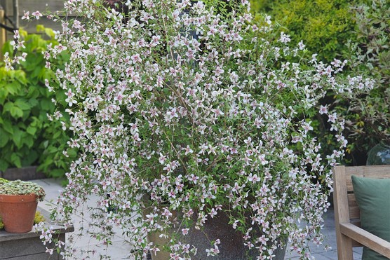 Philadelphus Petite Perfume Pink