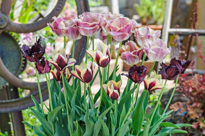 Three types of tulip growing in a pot. Jason Ingram Three types of tulip growing in a pot. Jason Ingram
