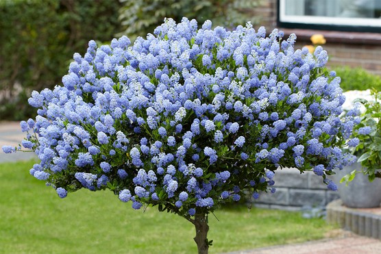 You-garden-californinan-lilac-1024x683 Californian lilac (Ceanothus) tree