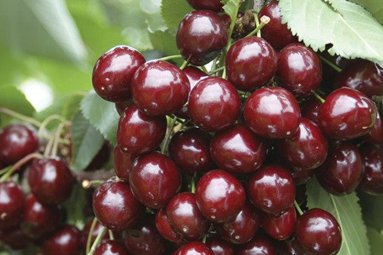 You-garden-cherry-porthos-1024x683 Cherry Porthos