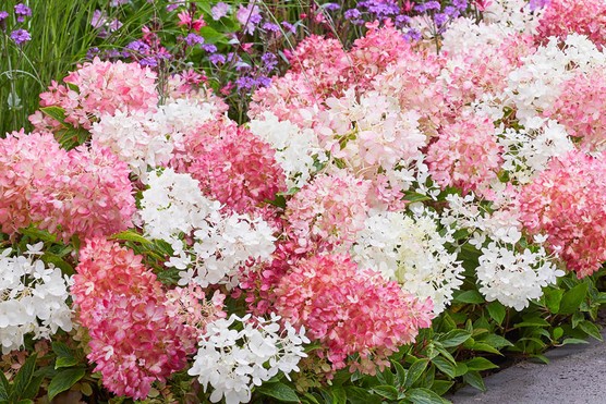You-garden-hydrangea-groundbreaker-1024x683 Hydrangea paniculata 'Groundbreaker Blush'